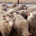 Sheep - White dorper