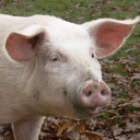 Pig - Ossabaw miniature